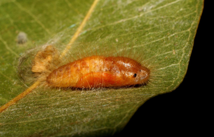 Figura 8. Pupa <i>Symmachia xypete</i></i>, (Riodinidae), posición lateral, Sector Pitilla, Pasmompa, (elevación 440 metros). 27 febrero 2006, (06-SRNP-31049-DHJ425002.jpg).