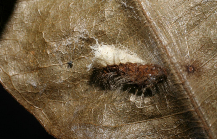 Figura 4. Parásito <i>Hypomicrogaster</i></i> Whitfield19, de la larva <i>Symmachia xypete</i></i>, (Riodinidae), Sector Pitilla, Loaciga, (elevación 445 metros). 15 Julio 2007. (07-SRNP-32784-DHJ448577.jpg).