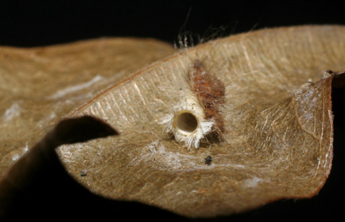 Figura 5. Parásito <i>Hypomicrogaster</i></i> Whitfield19, de la larva <i>Symmachia xypete</i></i>, (Riodinidae), Sector Pitilla, Loaciga, (elevación 445 metros). 15 Julio 2007. (07-SRNP-32784-DHJ448579.jpg).