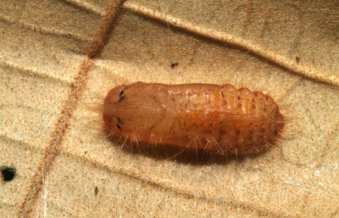 Figura 15. Pupa <i>Symmachia tricolor</i></i>, (Riodinidae), posición dorsal, Sector Rincón Rain Forest, Sendero venado, (elevación 420 metros). 4 setiembre 2012, (12-SRNP-44877-DHJ707434.jpg).