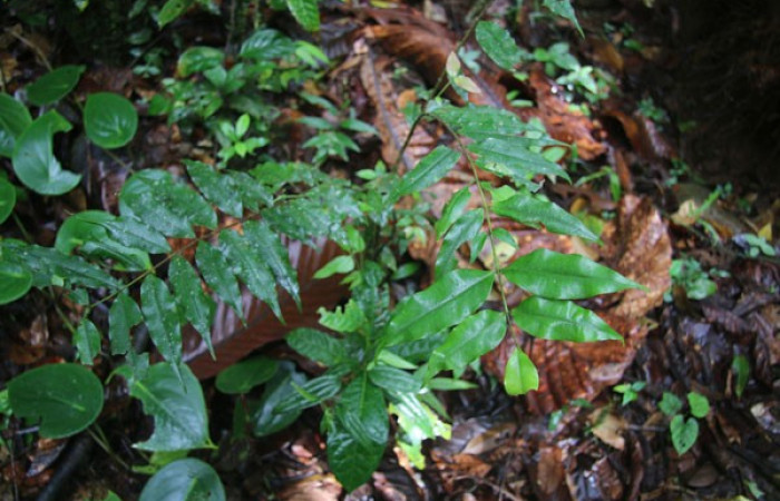 Figura 18. Planta hospedera<i>Myrcia aplendens</i></i>, (Myrtaceae) posición hojas, de <i>Symmachia xypete</i></i>, (Riodinidae).Foto Anabelle Córdoba, 11 Agosto 2018.