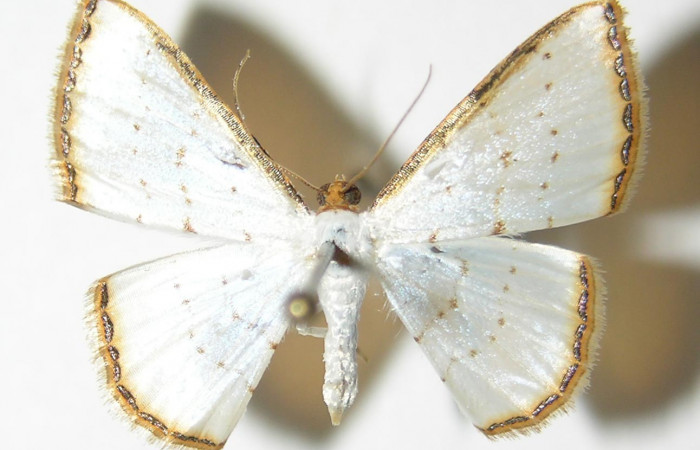 (Fig 3).<i>Leuciris</i></i> fimbriariaDHJ01,
vista dorsal (Macho) alas aviertas 21 mm
Voucher 04-SRNP-56547-DHJ326050