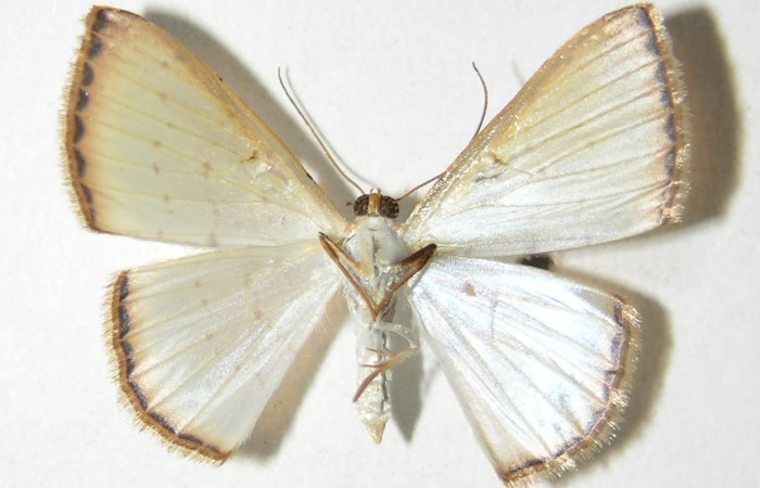 (Fig 4).<i>Leuciris</i></i> fimbriariaDHJ01,
vista ventral (Macho) alas aviertas 21 mm
Voucher 04-SRNP-56547-DHJ326051