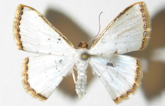 (Fig. 1). <i>Leuciris</i></i> fimbriariaDHJ01,
vista dorsal, (hembra), alas abiertas 20mm. Voucher 04-SRNP-56550-DHJ326048.