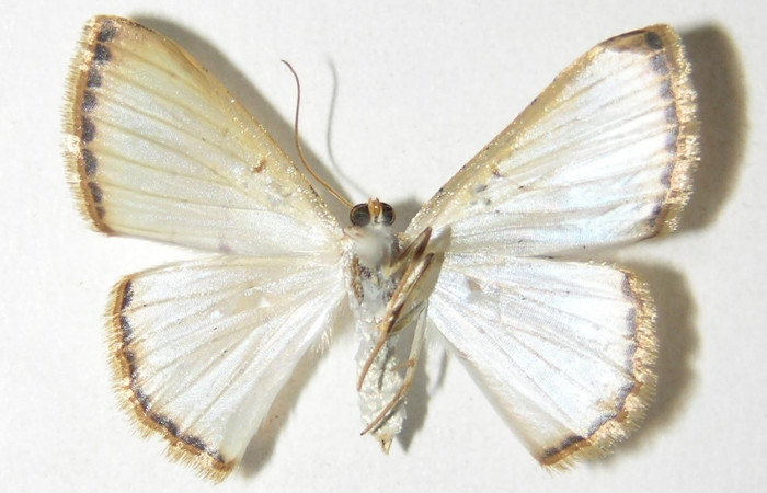 (Fig 2). <i>Leuciris</i></i>] fimbriariaDHJ01,
vista ventral (Hembra) alas aviertas 20mm
Voucher 04-SRNP-56550-DHJ326049