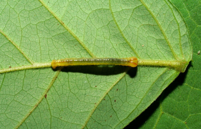 (Fig 10). Larva <i>Leuciris fimbriaria</i></i>, sendero Pasmompa
Estación Biológica Pitilla,último estadio,11mm de largo.
Voucher 06-SRNP-30035-DHJ412124.jpg