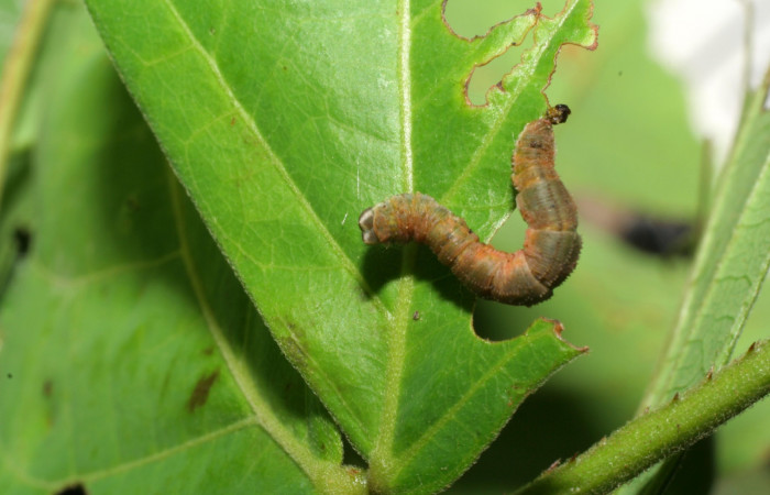  (Fig 11). Prepupa de larva <i>Leuciris fimbriaria</i></i>, vista dorsal entero último estadio. sendero Rotulo Estación Pitilla, mide 17 de largo. 
Voucher 06-SRNP-31544-DHJ412661.jpg