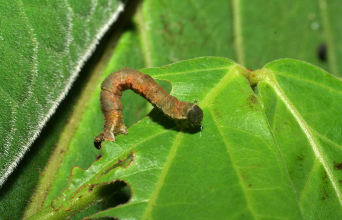 (Fig 12). Prepupa de larva <i>Leuciris fimbriaria</i></i>, vista dorsal entero último estadio, mide 17 mm de largo. Sendero Rótulo Estación Biológica Pitilla. Voucher 06-SRNP-31544- DHJ412662.jpg.