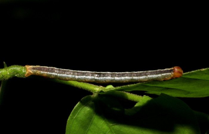 (Fig 8).Larva <i>Leuciris fimbriaria</i></i>, vista dorsal entero último estadio. sendero venado Estación Biológica Caribe, mide 20 de largo. 
Voucher 07-SRNP-41527-DHJ422513.jpg