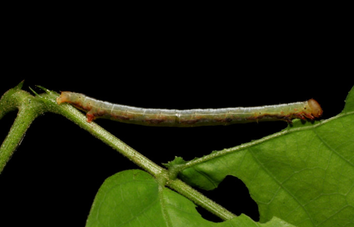 (Fig 9).Larva <i>Leuciris fimbriaria</i></i>, vista dorsal entero último estadio. sendero venado. Estación Biológica Caribe, mide 20 de largo. 
Voucher 07-SRNP-41527-DHJ422516.jpg