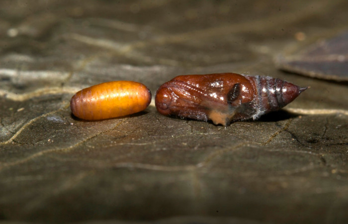 (Fig 17). Restos de pupa de la larva <i>Leuciris fimbriaria</i></i>, junto a pupario de mosca parásita de la familia (Tachinidae). Voucher 19-SRNP-30153-DHJ749315.jpg.