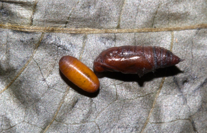 (Fig 16). Restos de pupa de larva <i>Leuciris fimbriaria</i></i>, mide de largo 7 mm de largo, junto a pupario de mosca de la familia (Tachinidae). Voucher 19- SRNP-30153-DHJ749316.jpg.