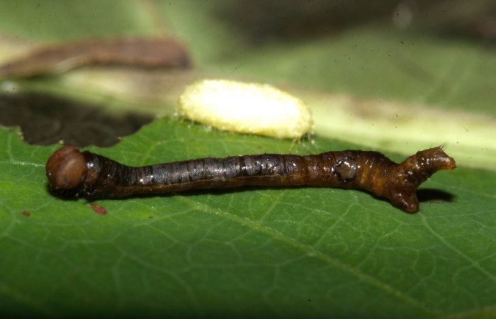 (Fig 15). Capullo de la familia Braconidae junto a cadáver de larva <i>Leuciris fimbriaria</i></i>, en un tercer estadio 10 mm de largo. Voucher 19- SRNP-30202-DHJ748969.jpg.