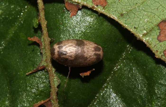 (Fig 18). Capullo de avispa de la familia (Ichneumonidae), parásito en larva, <i>Leuciris fimbriaria</i></i>, Voucher 19- SRNP-31891-DHJ766834.jpg.