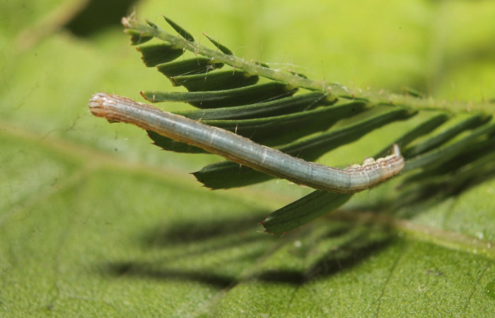 (Fig 5).Larva <i>Leuciris fimbriaria</i></i>, vista dorsal entero penúltimo estadio. sendero palomo Estacion Botarrama, mide 25 de largo. 
Voucher 19-SRNP-45008-DHJ719562.jpg
