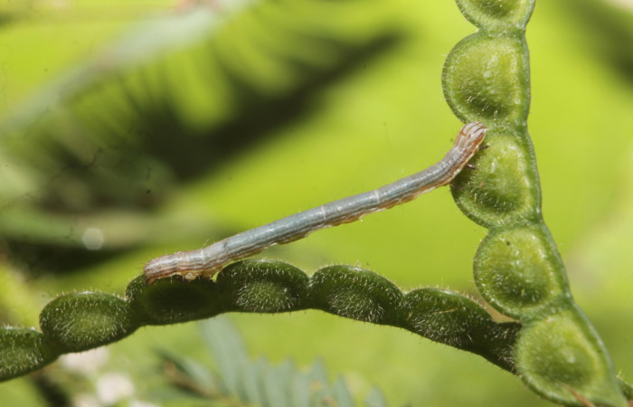 (Fig 19) Larva <i>Leuciris fimbriaria</i></i>, vista lateral entero, penúltimo estadio, 25 mm de largo; posando sobre el fruto de planta hospedera Mimosa pigra,. Voucher 19- SRNP-45008-DHJ719563.jpg