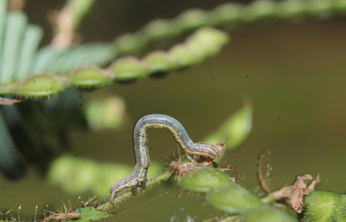 (Fig 6). Larva <i>Leuciris fimbriaria</i></i>, vista lateral entero, penúltimo estadio. sendero palomo Estacion Botarrama, mide 25 mide largo. 
Voucher 19-SRNP-45008-DHJ719564.jpg