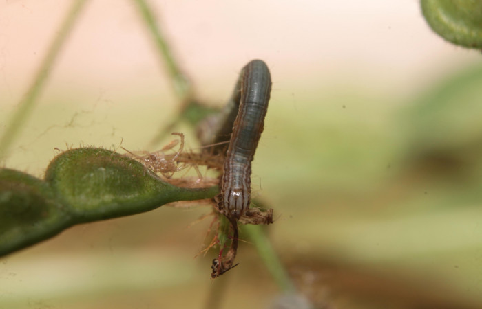(Fig 7). Larva <i>Leuciris fimbriaria</i></i>, vista frontal penúltimo estadio.sendero palomo Estación Botarrama, mide 25 de largo.  
Voucher 19-SRNP-45008-DHJ719566.jpg