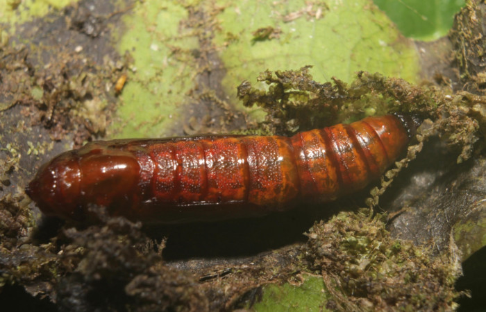 (Fig 13). Pupa de larva <i>Leuciris fimbriaria</i></i> tamaño12 mm Estación Botarrama.
Voucher 19-SRNP-45008-DHJ719647.jpg