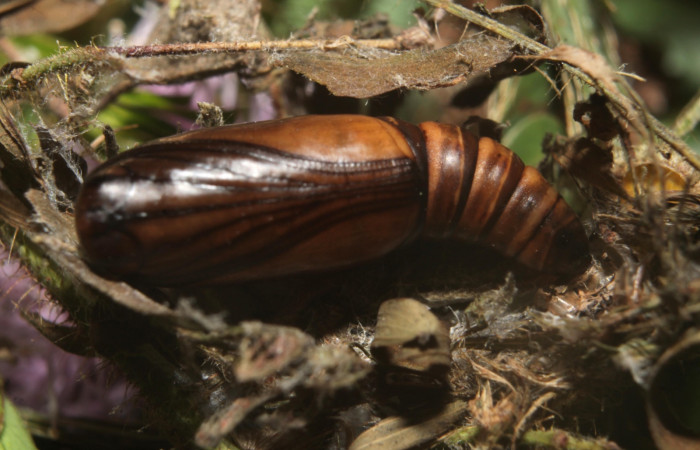 (Fig 14). Pupa de larva <i>Leuciris fimbriaria</i></i>, tamaño12 mm sobre hojarascas Estación Botarrama
Voucher 19-SRNP-45008-DHJ719651.jpg