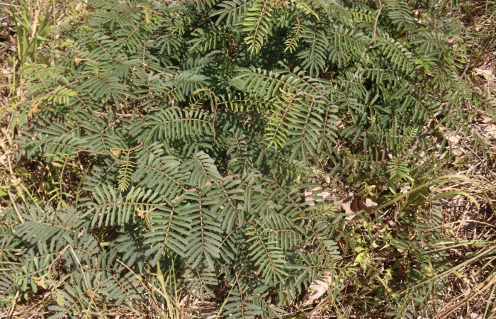 (Fig 20). Planta hospedera de larva, <i>Leuciris fimbriaria</i></i>, Mimosa pigra familia Fabaceae Creciendo, camino a Quebrada Grande; Área Conservación Guanacaste, foto Adrian Guadamuz  22/02/2022 