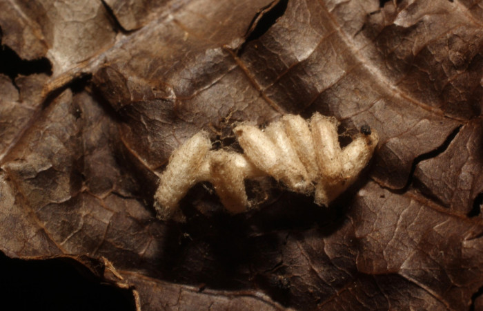 Figura 10. Capullos <i> Dolichogenidea</i></i>  Janzen11 (Braconidae), parásitos en la larva siculoJanzen01 biolep03, en la planta <i>Alchornea latifolia</i></i> (Euphorbiaceae). (12-SRNP-43137-DHJ804240.jpg).