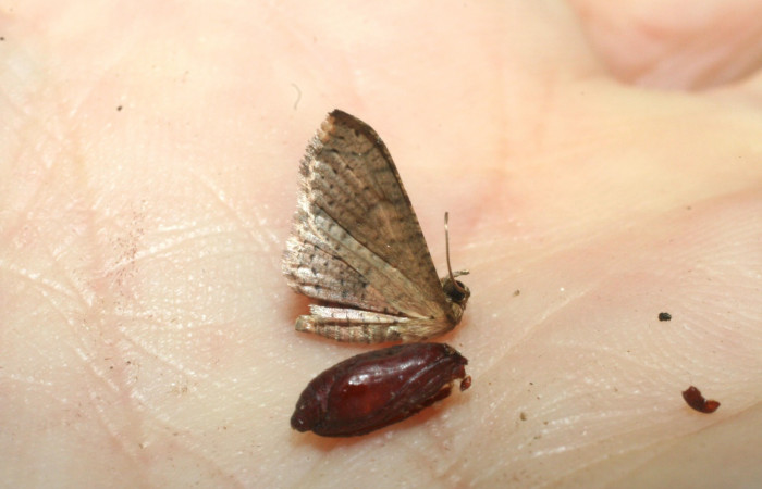 Figura 11. Pupa siculoJanzen01 biolep03, (Crambidae). Sector San Cristobal, Sendero Huerta. (elevación 527 metros). Colectada  1 abril 2009. (09-SRNP-1289-DHJ453652.jpg).