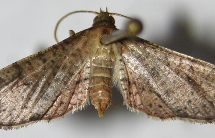 Figura 12. Adulto de siculoJanzen01 biolep03 (Crambidae), posición dorsal. (07-SRNP-30697-DHJ367824).