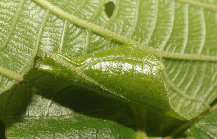 Figura 1. Habitad de la larva siculoJanzen01 biolep03, (Crambidae), en la planta <i>Conceveiba pleiostemona</i></i> (Euphorbiaceae). Sector Rincon Rain Forest, Flecha, (elevación 491 metros). Colectada 18 setiembre 2018. (18-SRNP-80758-DHJ715522.jpg).