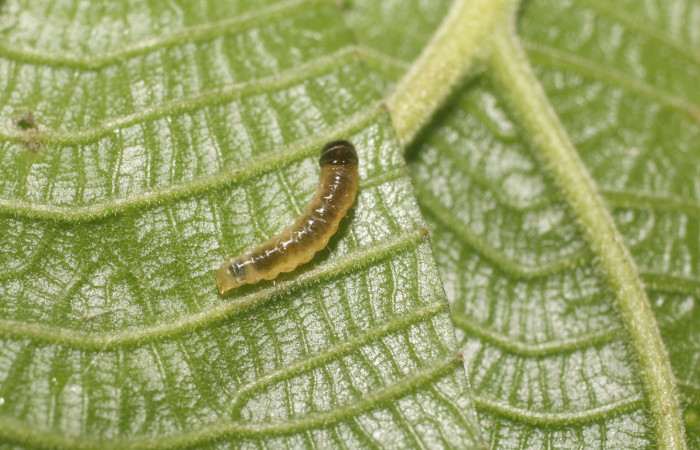 Figura 2. Dorsal entero siculoJanzen01 biolep03, (Crambidae), en la planta <i>Conceveiba pleiostemona</i></i> (Euphorbiaceae). Sector Rincon Rain Forest, Flecha, (elevación 491 metros). Colectada 18 setiembre 2018. (18-SRNP-80758-DHJ715525.jpg).