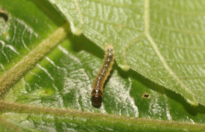 Figura 3. Cabeza siculoJanzen01 biolep03, (Crambidae), en la planta <i>Conceveiba pleiostemona</i></i> (Euphorbiaceae). Sector Rincon Rain Forest, Flecha, (elevación 491 metros). Colectada 18 setiembre 2018. (18-SRNP-80758-DHJ715524.jpg).