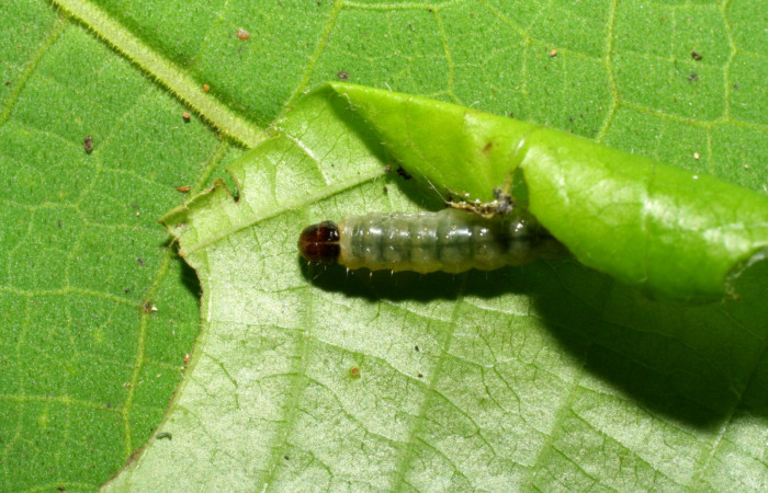 Figura 4 Cabeza siculoJanzen01 biolep03, (Crambidae), en la planta <i>Conceveiba pleiostemona</i></i> (Euphorbiaceae). Sector Pitilla, Pasmompa, (elevación 440 metros). Colectada 21 noviembre 2005. (05-SRNP-34879-DHJ420519.jpg).