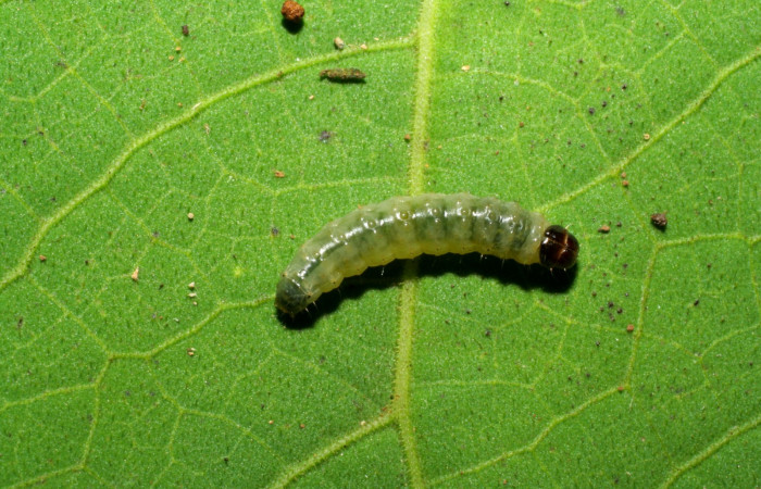 Figura 5 Dorsal entero siculoJanzen01 biolep03, (Crambidae), en la planta <i>Conceveiba pleiostemona</i></i> (Euphorbiaceae). Sector Pitilla, Pasmompa, (elevación 440 metros). Colectada 21 noviembre 2005. (05-SRNP-34879-DHJ420520.jpg).