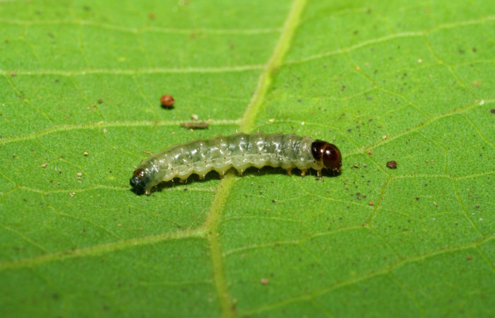 Figura 6 Lateral entero siculoJanzen01 biolep03, (Crambidae), en la planta <i>Conceveiba pleiostemona</i></i> (Euphorbiaceae). Sector Pitilla, Pasmompa, (elevación 440 metros). Colectada 21 noviembre 2005. (05-SRNP-34879-DHJ420521.jpg).