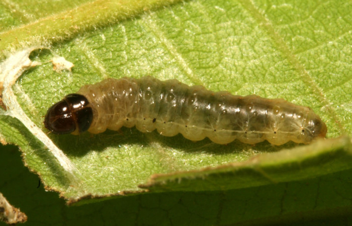 Figura 7 Dorsal entero siculoJanzen01 biolep03, (Crambidae), en la planta <i>Conceveiba pleiostemona</i></i> (Euphorbiaceae). Sector Rincon Rain Forest, Camino Porvenir, (elevación 383 metros). Colectada 3 mayo 2011. (11-SRNP-42104-DHJ483179.jpg).