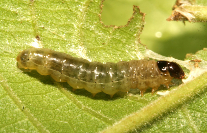 Figura 8 Lateral entero siculoJanzen01 biolep03, (Crambidae), en la planta <i>Conceveiba pleiostemona</i></i> (Euphorbiaceae). Sector Rincon Rain Forest, Camino Porvenir, (elevación 383 metros). Colectada 3 mayo 2011. (11-SRNP-42104-DHJ483178.jpg).