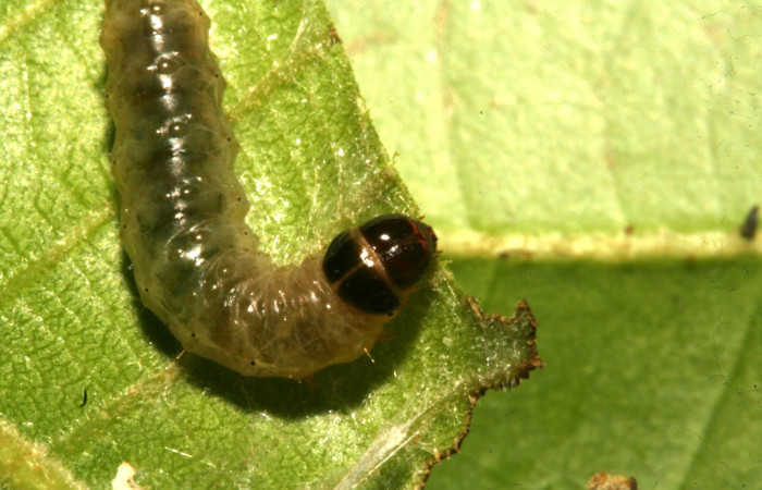 Figura 9 Cabeza siculoJanzen01 biolep03, (Crambidae), en la planta <i>Conceveiba pleiostemona</i></i> (Euphorbiaceae). Sector Rincon Rain Forest, Camino Porvenir, (elevación 383 metros). Colectada 3 mayo 2011. (11-SRNP-42104-DHJ483182.jpg).