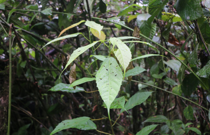 Figura 14. Planta hospedera de larva siculoJanzen01 biolep03 (Crambidae), <i> Alchornea latifolia</i></i>, (Euphorbiaceae). Foto Ana Córdoba. 23 febrero 2022.
