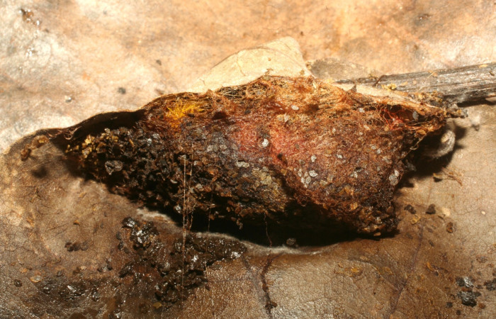 Figura 12. Capullo <i>Automeris hamata</i></i> (Saturniidae), Brasilia, Moga. Voucher 12-SRNP-65577-DHJ487934.jpg.