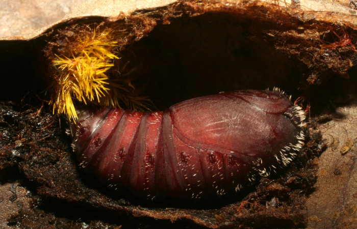 Figura 13. Pupa <i>Automeris hamata</i></i> (Saturniidae), Brasilia, Moga. Voucher 12-SRNP-65577-DHJ487935.jpg.