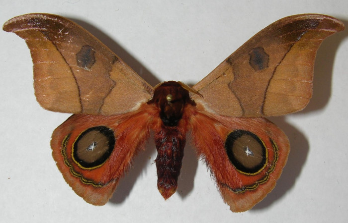 Figura 14. <i>Automeris hamata</i></i> (Saturniidae). Adulto, vista dorsal. Voucher 12-SRNP-65582-DHJ566562.jpg.