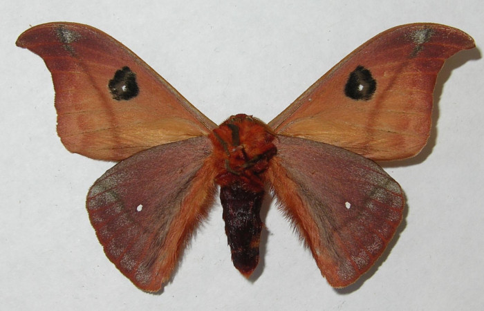 Figura 15. <i>Automeris hamata</i></i> (Saturniidae). Adulto macho, vista dorsal. Voucher 12-SRNP-65582-DHJ566563.jpg.