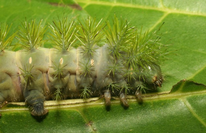 Figura 11. <i>Automeris hamata</i></i> (Saturniidae), Prepupa posición lateral cabeza, Brasilia, Moga. Voucher 12-SRNP-65588-DHJ487939.jpg.