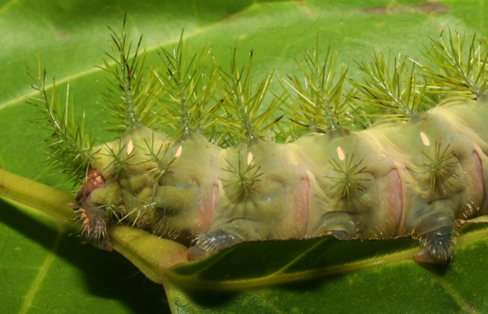 Figura 10. <i>Automeris hamata</i></i> (Saturniidae), Prepupa posición lateral trasera, Brasilia, Moga. Voucher 12-SRNP-65588-DHJ487940.jpg.