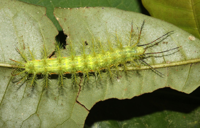 Figura 3. <i>Automeris hamata</i></i> (Saturniidae) en penúltimo estadio, posición dorsal, Estación Pitilla, Sendero Memos. Voucher 13-SRNP-30511-DHJ700635.jpg.