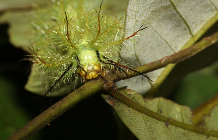 Figura 4.<i>Automeris hamata</i></i> (Saturniidae) en penúltimo estadio, posición frontal, Estación Pitilla, Sendero Memos. Voucher 13-SRNP-30511-DHJ700637.jpg.