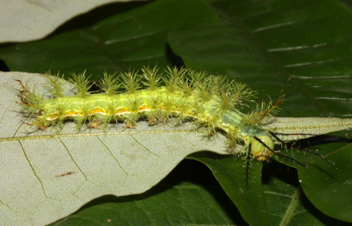 Figura 2. <i>Automeris hamata</i></i> (Saturniidae), en penúltimo estadio, posición lateral, Estación Pitilla, Sendero Memos. Voucher 13-SRNP-DHJ700639.jpg.
