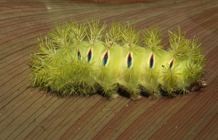 Figura 6. <i>Automeris hamata</i></i> (Saturniidae). Último estadio, posición lateral, Estación Caribe, Garzasol. Voucher 13-SRNP-41584-DHJ707694.jpg.