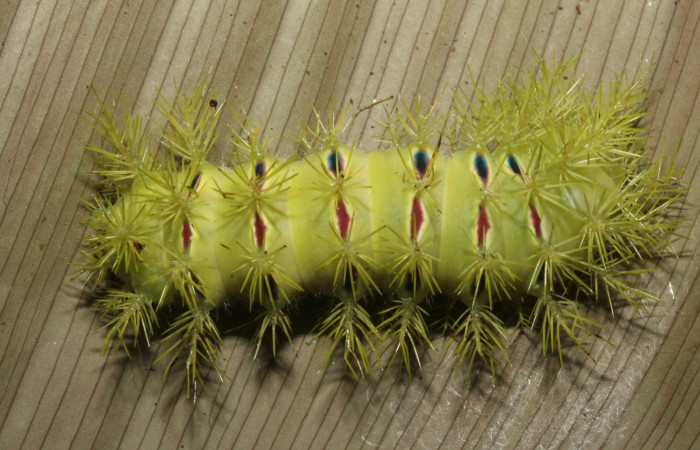 Figura 5. <i>Automeris hamata</i></i> (Saturniidae). Último estadio, posición dorsal, Estación Caribe, Garzasol. Voucher 13-SRNP-41584-DHJ707696.jpg.