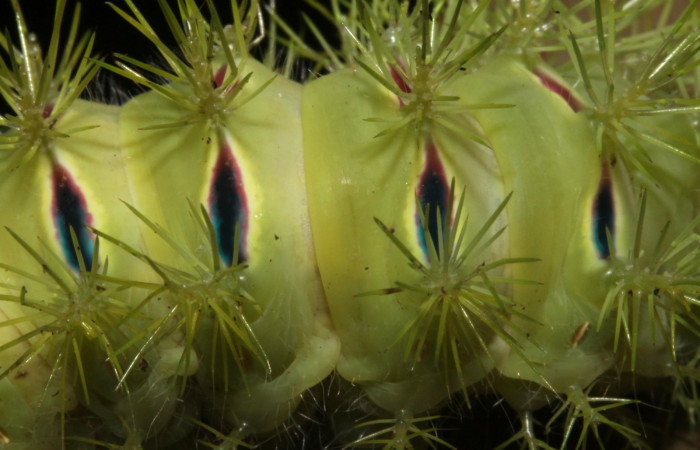 Figura 7. Detalle de proyecciones en forma de espina y manchas de <i>Automeris hamata</i></i> (Saturniidae). Último estadio, posición dorsal, Estación Caribe, Garzasol. Voucher 13-SRNP-41584-DHJ707697.JPG